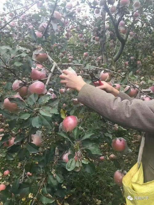 北张村吃瓜,一场乡村生活的甜蜜记忆