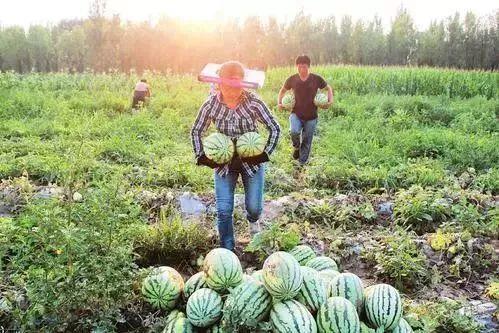 吃瓜村委会,揭秘乡村生活的甜蜜与苦涩