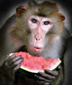 大圣的吃瓜法则,揭秘娱乐圈幕后真相的神秘指南