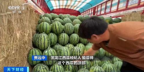 爱琴海吃瓜比赛,一场别开生面的吃瓜大赛狂欢