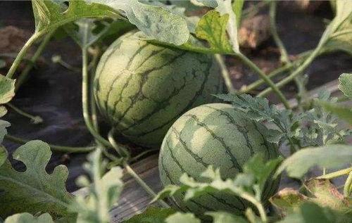 江宁吃瓜,揭秘当地特色美食背后的故事