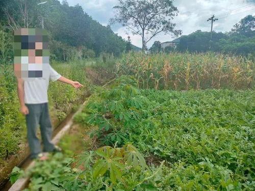 瓜田摘瓜怎么吃,探索各式瓜果的食用方法