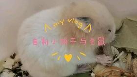 吃瓜声背景音,揭秘吃瓜群众的狂欢盛宴