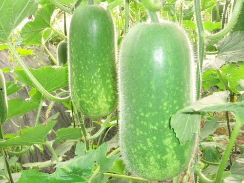 减肥吃瓜的图片,跟随“吃瓜减肥”潮流，健康享瘦新体验