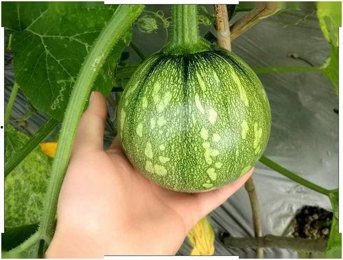 小娜吃瓜,揭秘娱乐圈那些不为人知的幕后故事