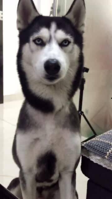 带你吃瓜奇怪动物,带你探索那些令人惊奇的动物世界