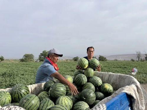 蚌埠国购吃瓜,吃瓜群众的欢乐盛宴