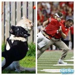 带你吃瓜动物集,带你走进动物界的“吃瓜群众”世界