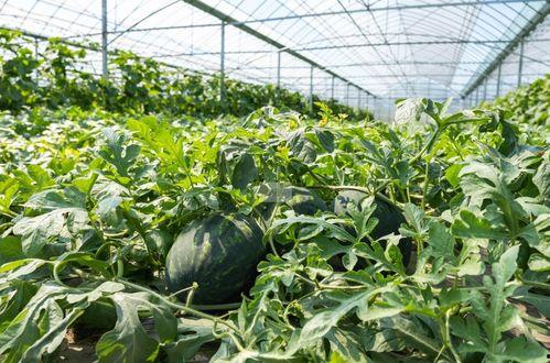 自由吃瓜基地组织,网络舆论场的“风向标”