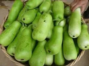 吃葫芦瓜的图片,清新口感，夏日解暑佳品