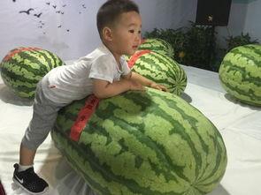 西郊吃瓜事件,一场引发热议的社区冲突