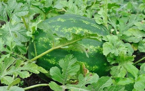 吃瓜基因是什么,揭秘人类对八卦新闻的天然偏好