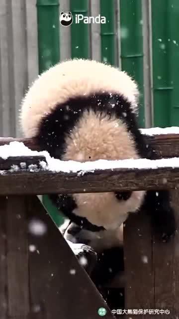 吃瓜小熊无糖,揭秘健康生活的甜蜜秘诀