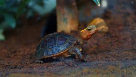 乌龟吃小瓜,小瓜的诱惑之旅