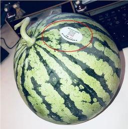 获嘉网红吃瓜,揭秘网络热点背后的故事