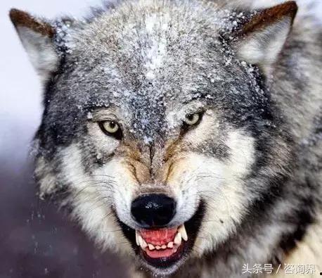 饭狼狼人杀吃瓜,吃瓜群众揭秘游戏背后的精彩故事