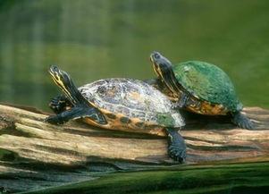 乌龟会吃白瓜,白瓜成为新宠