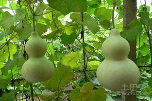 怀孕吃葫芦瓜利与弊