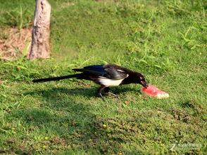喜鹊吃瓜有什么成语,笑谈成语趣事
