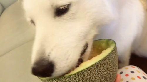 腼腆小鱼在线吃瓜,在线吃瓜的趣味日常