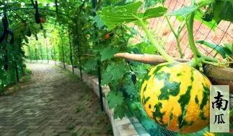 吃瓜搞笑诗句大全,吃瓜搞笑诗句大盘点