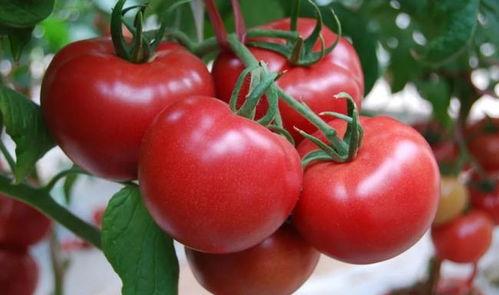 博士吃瓜番茄小说