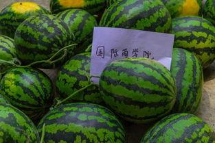 吃瓜大学椅子,揭秘校园里的“椅子传奇”
